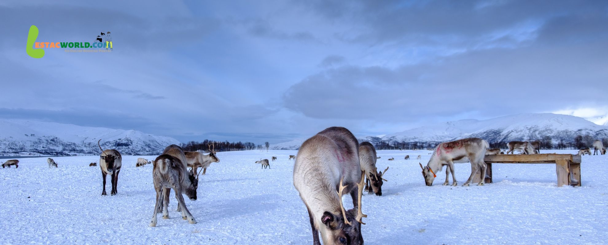 Reindeers roaming on snow in Norway