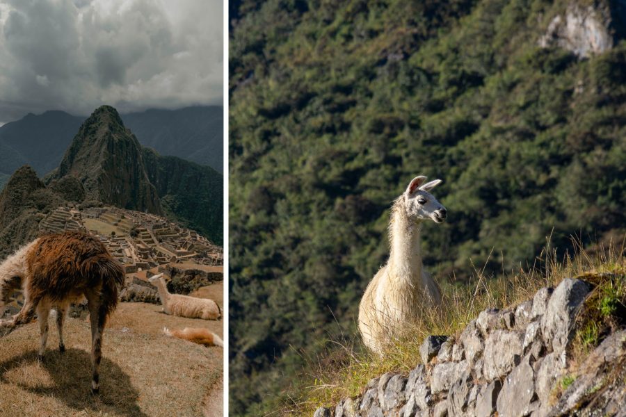 Collage of two images featuring a llama at Machu Picchu, one of Peru's iconic landmarks.