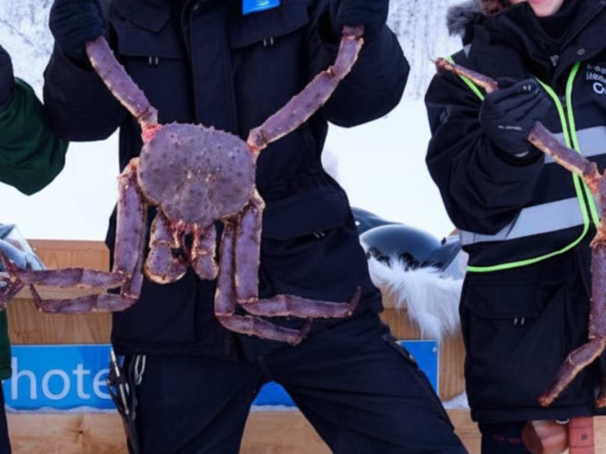 Can you do King Crab Safari while on Finland tour ?