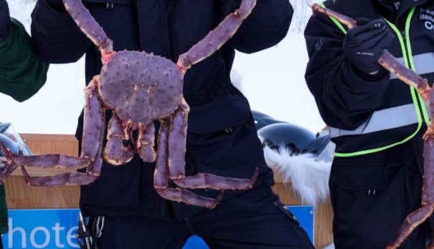 Can you do King Crab Safari while on Finland tour ?