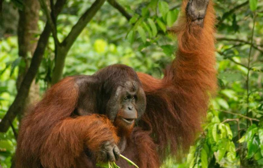 4N/5D Orangutan Jungle Safari in Bukit Lawang