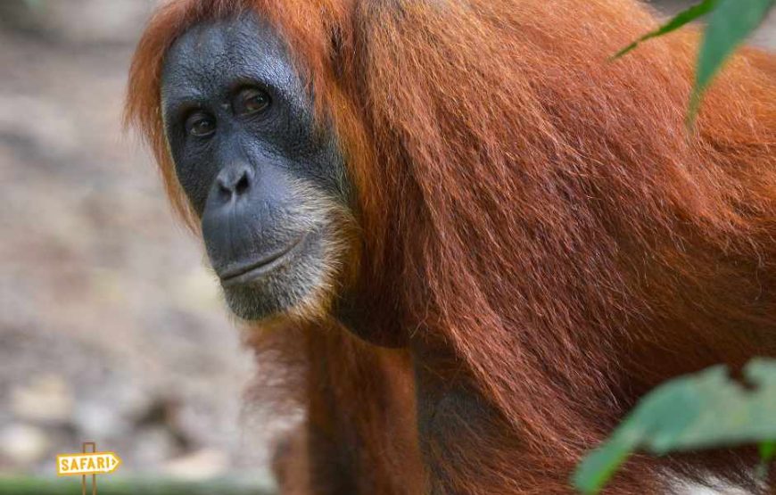 4N/5D Orangutan Jungle Safari in Bukit Lawang