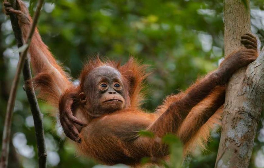 4N/5D Orangutan Jungle Safari in Bukit Lawang